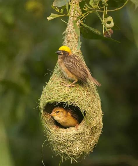 長眉羅漢 雀鳥在家築巢